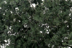 weed, litter, Flock, leaf leaves