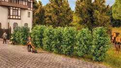 Noch 21547 Thuja-Hecke