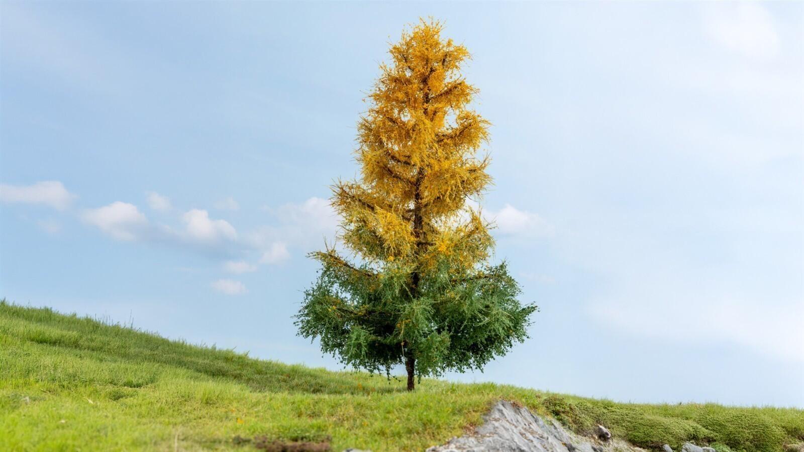 Noch 20168  Lärche, herbstlich