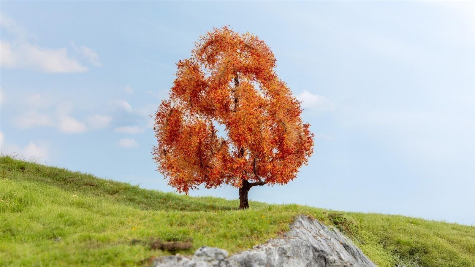 Noch 20155 Ahorn, herbstlich